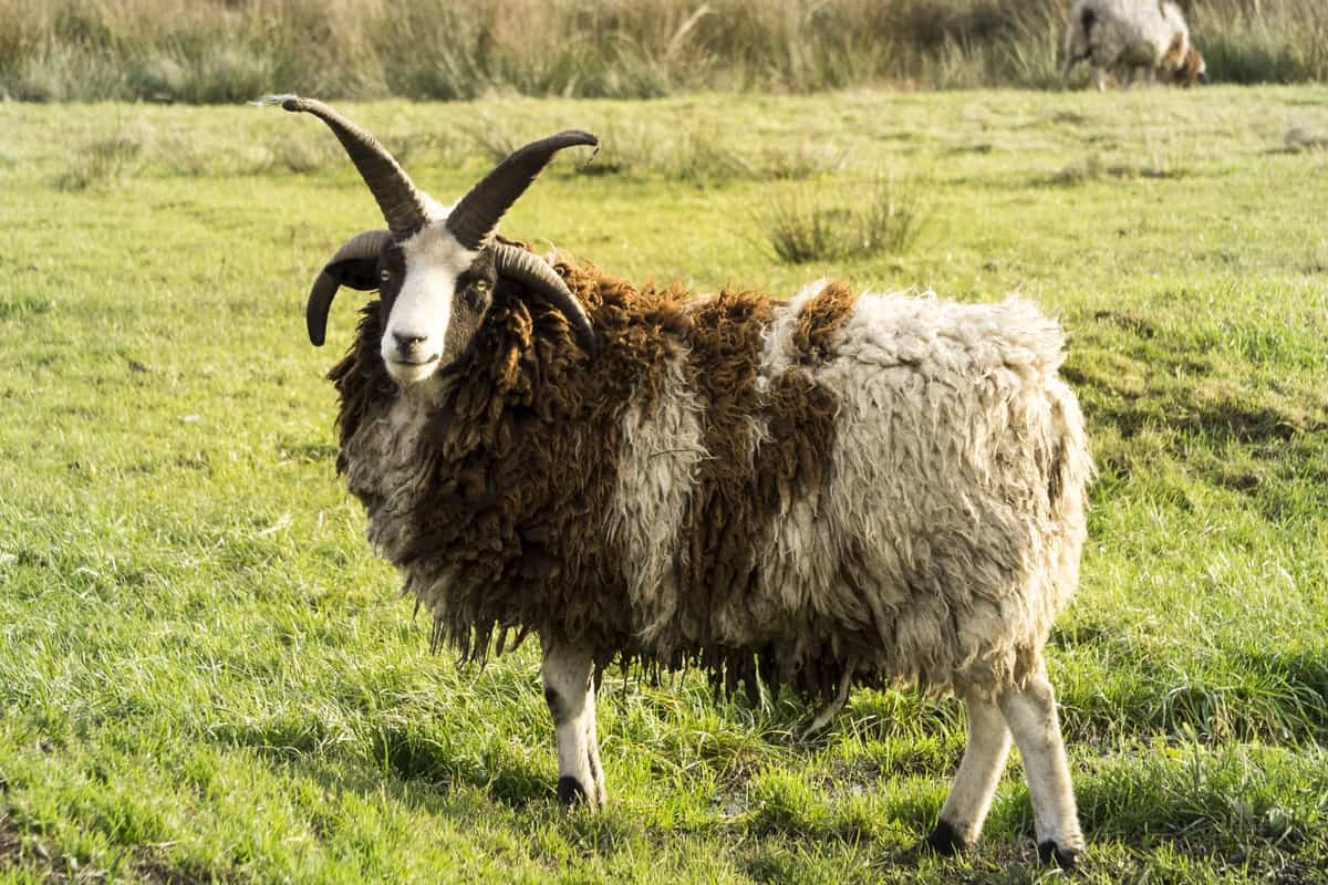 Jacob Sheep Breed Information: Excellent Wool-Producing Sheep with Remarkab...