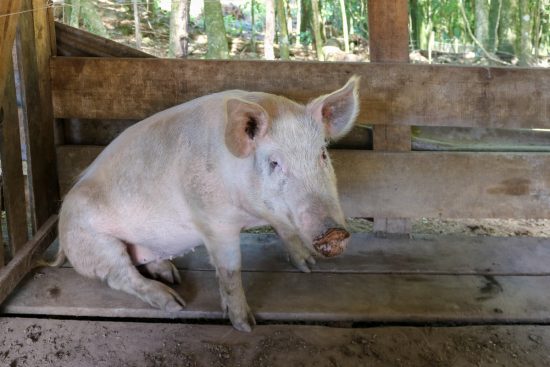A Pig Owner’s Guide to Identify, Treat, & Prevent Mycoplasma Arthritis