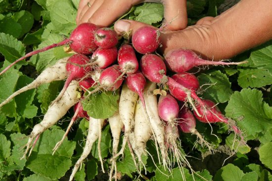 15 Best Radish Varieties to Grow in Your Garden