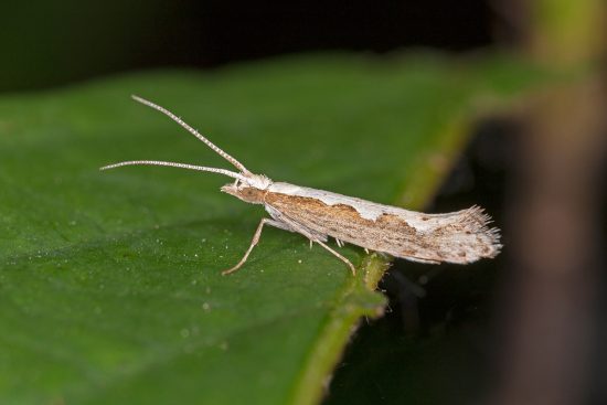 How to Deal with Diamondback Moth Pests in Your Garden