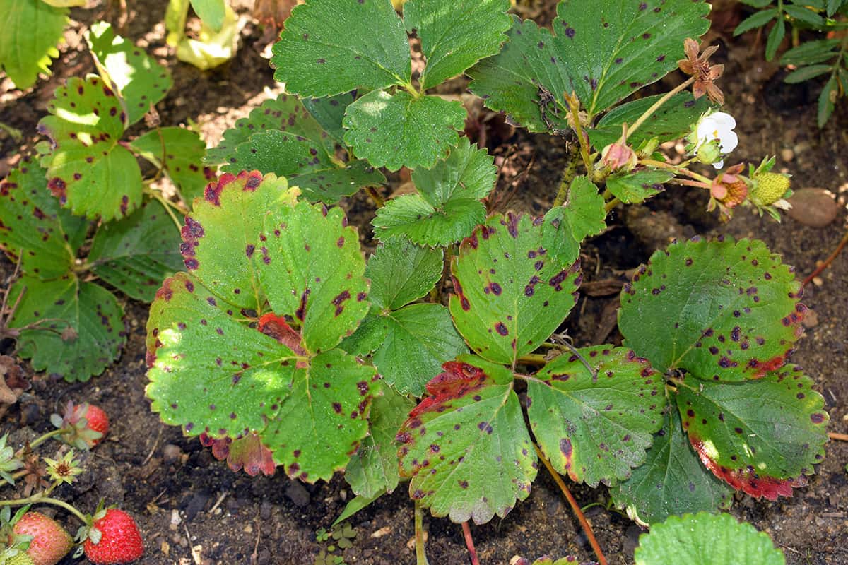 The 13 Most Common Strawberry Plant Pests and Diseases