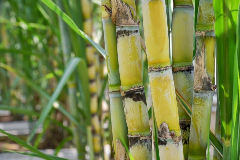 Sugarcane Plants Organic 4 sticks 7 in Sugar Cane  Green/Yellow 