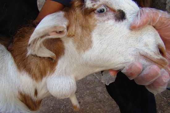 Caseous Lymphadenitis in Sheep and Goats: Symptoms, Treatment, and Prevention Tips