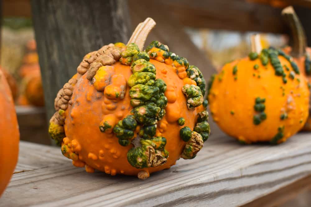 What Is Pumpkin Mosaic Virus and How to Best Prevent