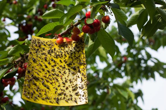 Cherry Insect 12 Cherry Tree Pests and Diseases You Need to Watch For