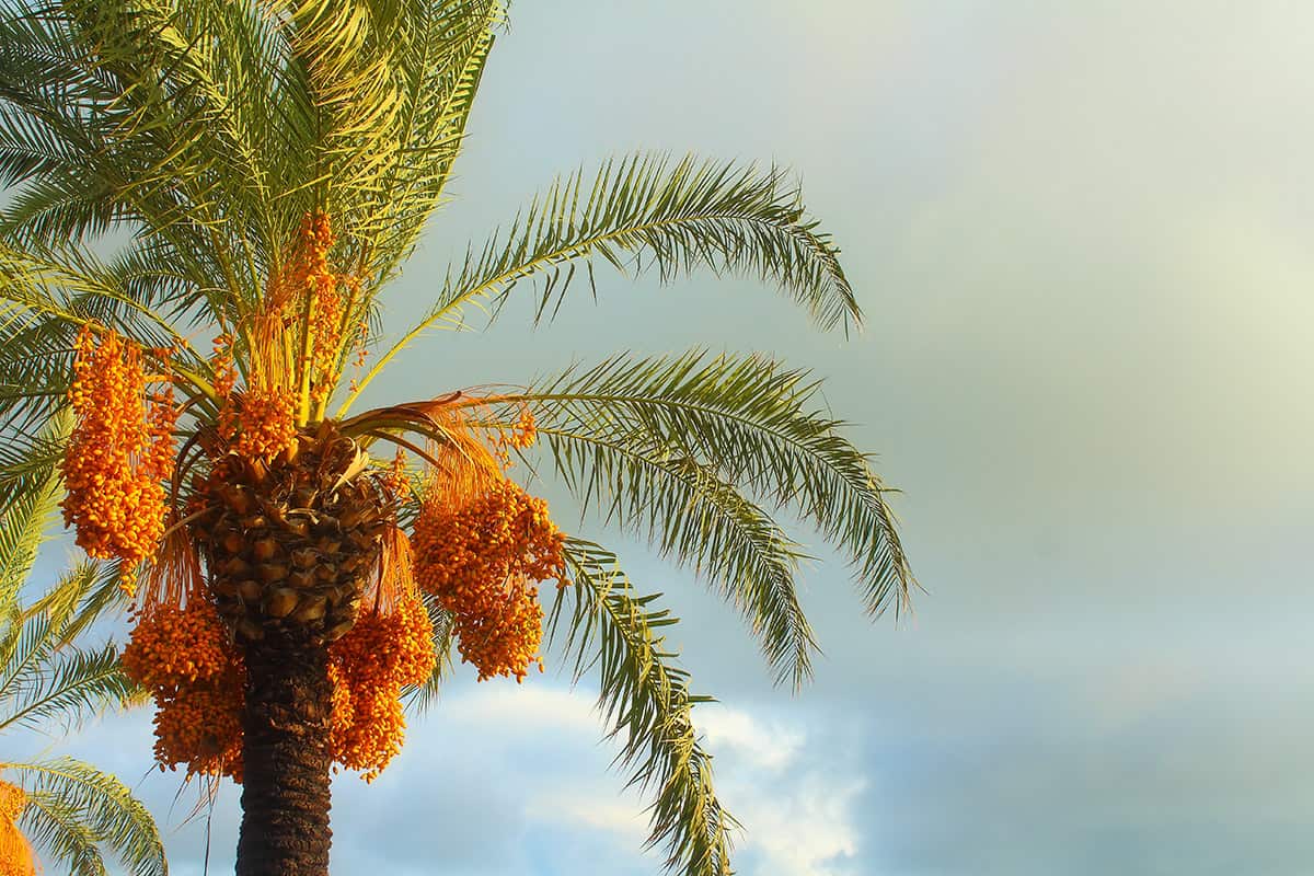 growing dates: how to plant and care for date palms