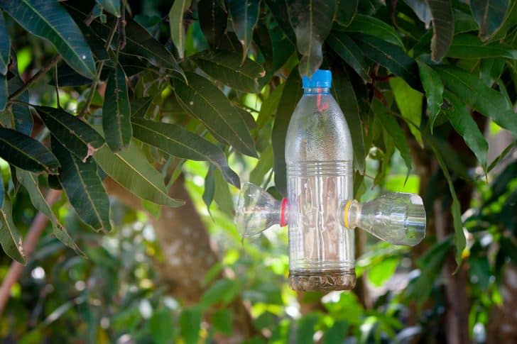 How to Make an Effective Fly Trap from a Soda Bottle