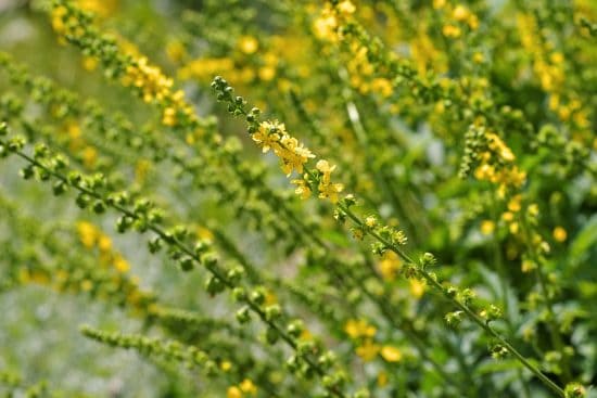 How to Grow Agrimony in Your Herb Garden