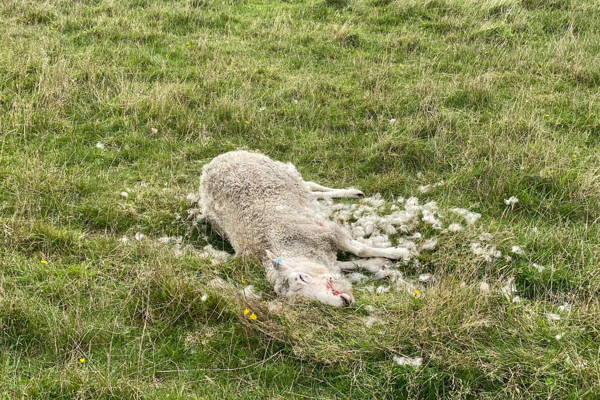 Farm Animal Disposal - What to Do With Your Dead Animal's Carcass