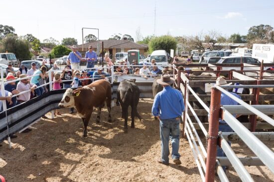 Everything You Need to Know About Livestock Auctions