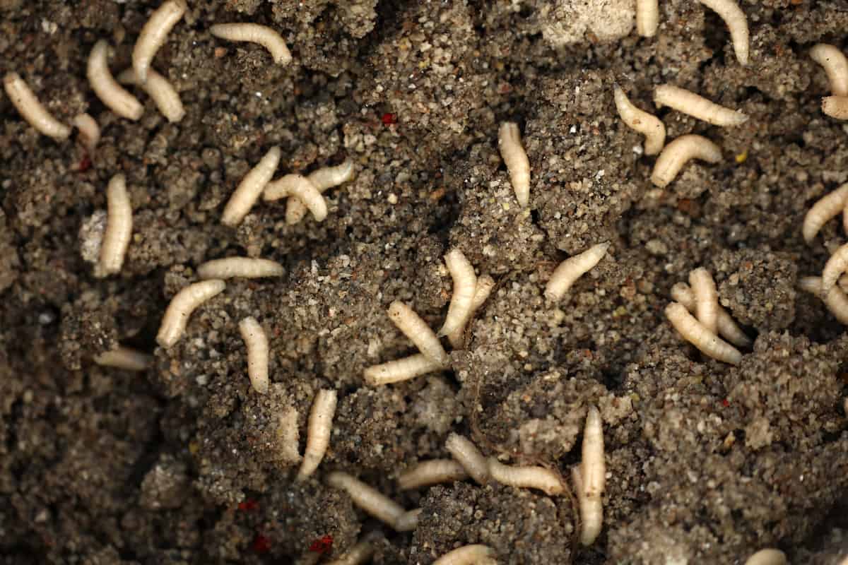 Why Are There Maggots in My Vermicomposting Bin & Is It Good or Bad?