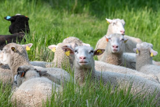 Ear Tagging Your Sheep: How to Do It Safely and Correctly