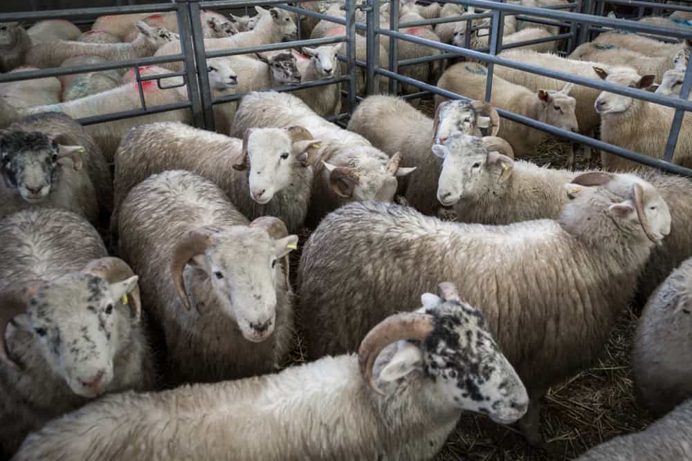 Everything You Need to Know About Livestock Auctions