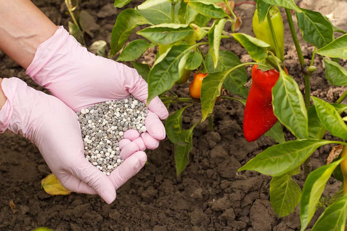 CHILI PEPPER FERTILIZER REQUIREMENTS visual data 6