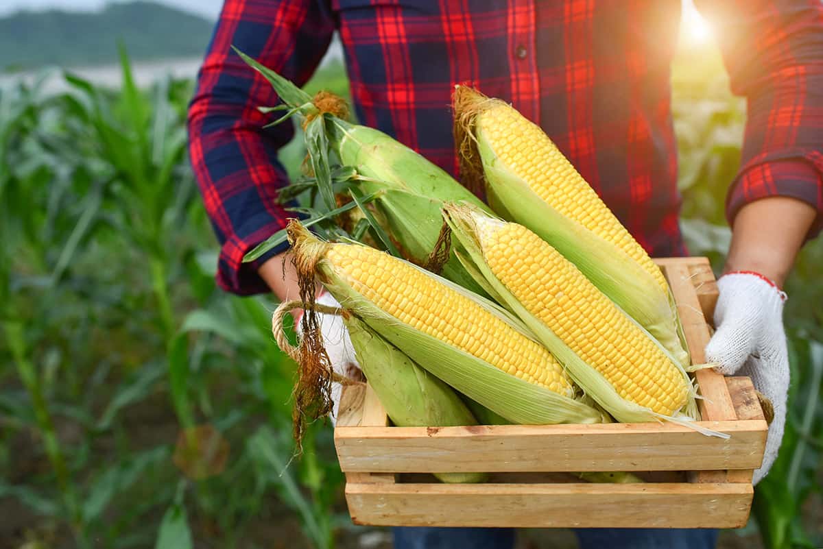 Corn Seed Harvesting At Lori Santiago Blog