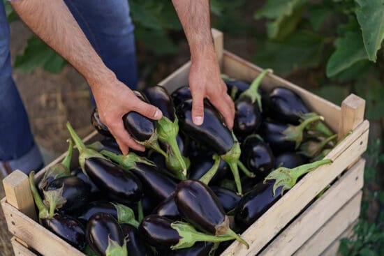 12 Tips to Increase Your Eggplant Harvest