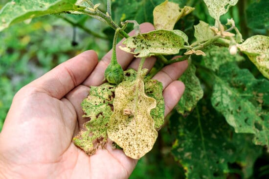 13 Eggplant Pests and Diseases That Can Destroy Your Harvest