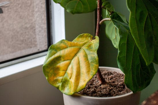 11 Common Houseplant Diseases and How to Treat Them