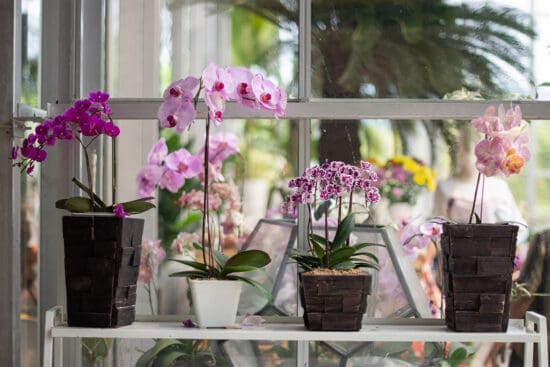 Growing Orchids: A Beginners Guide to Caring For Orchids