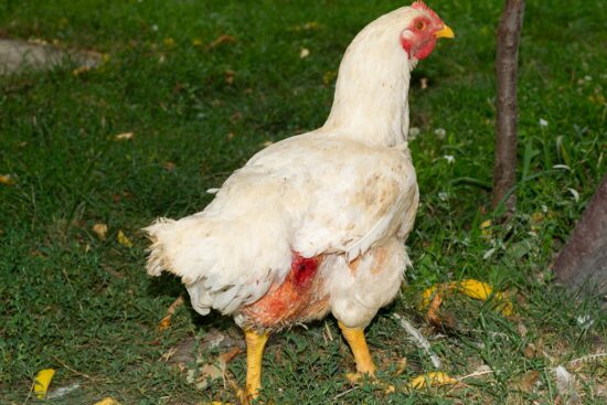 Chicken Cannibalism: Why It Happens and How Can You Prevent It