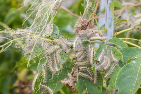 What Are Gypsy Moth Caterpillars & How Do You Get Rid of This Pest?