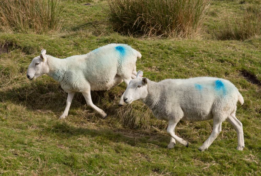 how-often-should-you-deworm-sheep-or-is-it-even-necessary