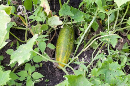 What Causes Yellowing in Cucumbers & How to Prevent This in the Future