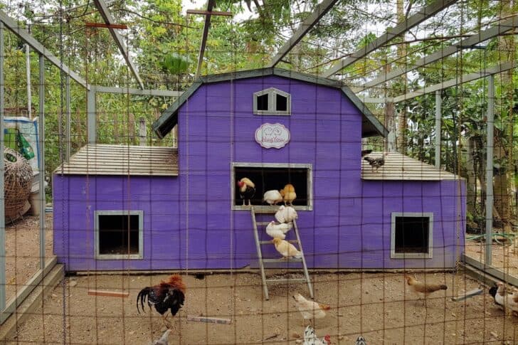 Image showcasing Chicken Coop Ventilation: Why Is It Important and How Should You Do It?
