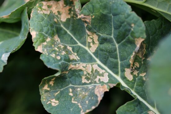 How to Treat and Prevent Brassica White Leaf Spot Disease