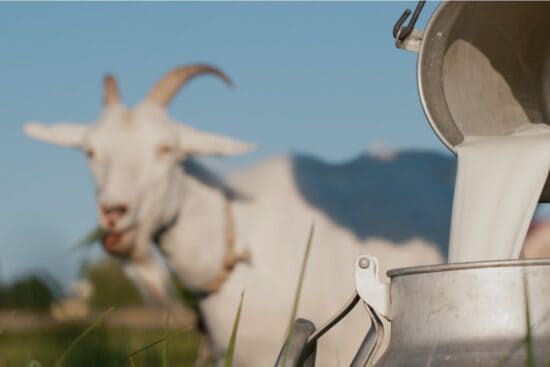 9 Tips to Help Improve and Get Better Tasting Goat Milk
