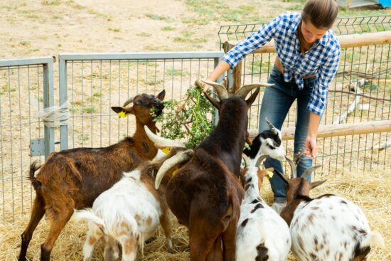 10 Common Mistakes First-Time Goat Owners Make & How to Avoid Them