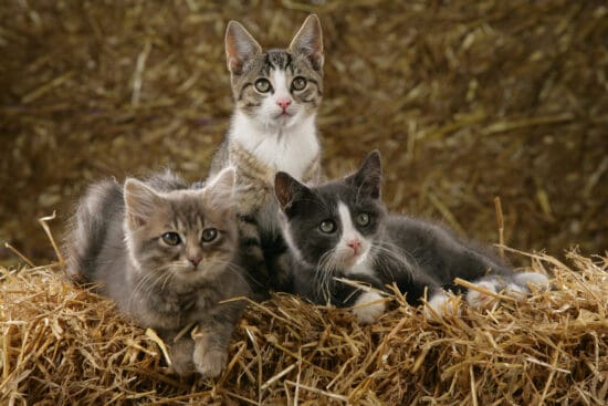 Should You Get a Barn Cat? Pros and Cons to Consider