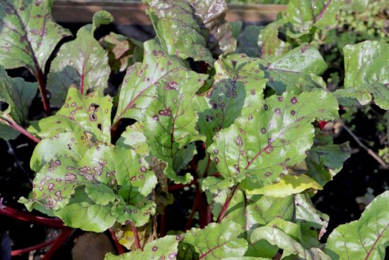 8 Most Common Swiss Chard Pests and Diseases (and How to Get Rid of Them)