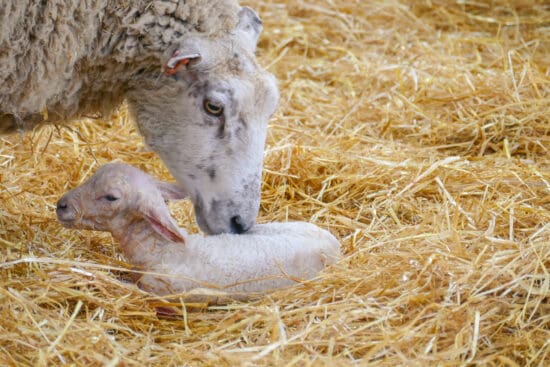 Tetanus in Newborn Lambs: The Causes and How to Prevent It