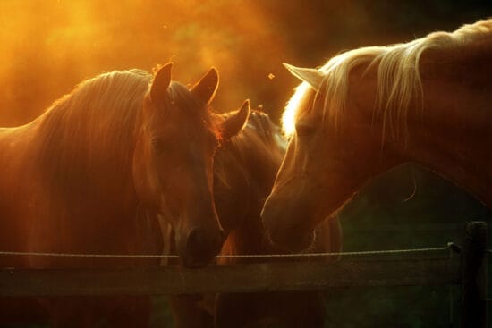 Horse Companionship: Why Your Horse Needs a Friend and Which Animals Are the Best?