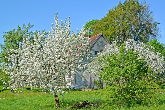 The 37 Best Trees to Grow in Your Homestead