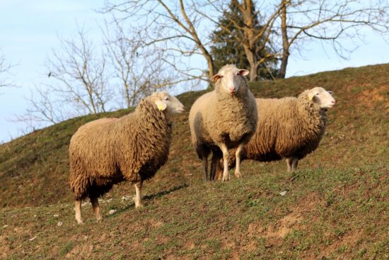 How Long Do Sheep Live & What Factors Contribute to Their Longevity?