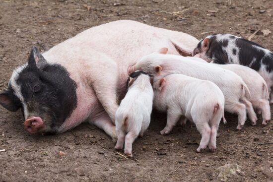 Why Does Your Pig Have Small Litter Size and What You Can Do About It