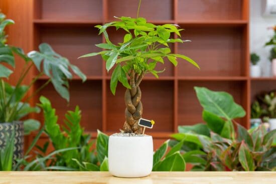 Money Tree Plant: How to Grow and Care For Pachira Aquatica