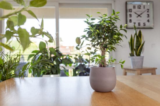 Weeping Fig Plant: How to Grow and Care for the Benjamin Ficus