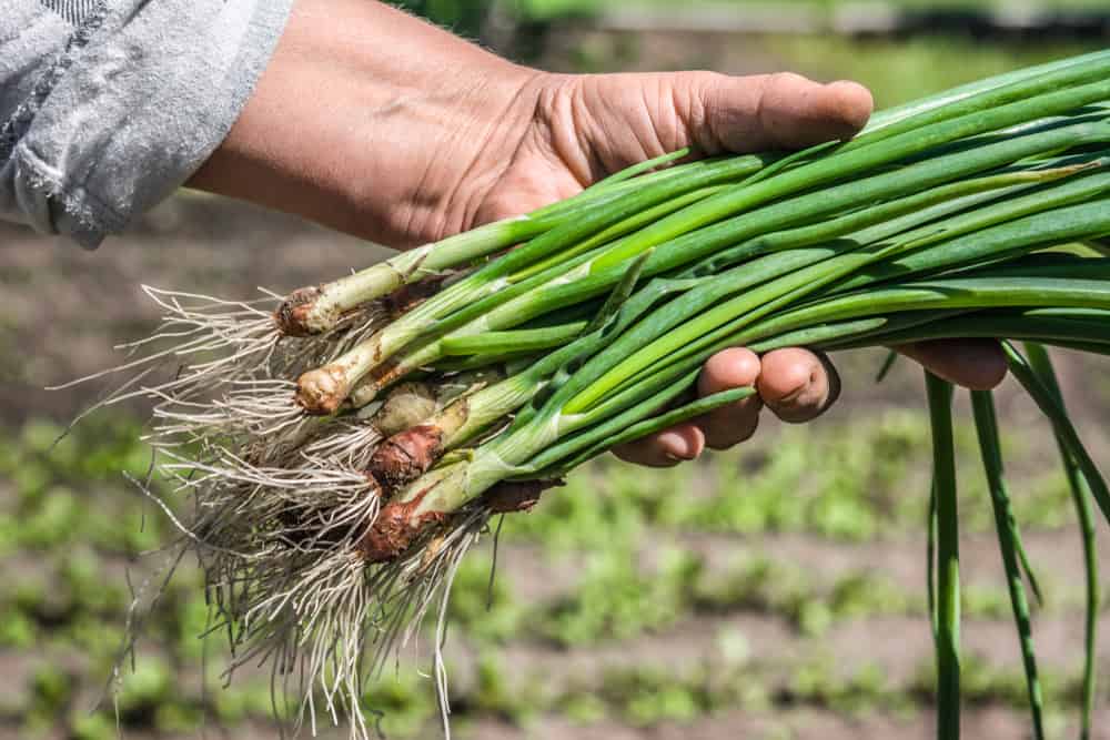 Pests and Diseases: Learn about common pests and diseases that can affect green onions and how to control them