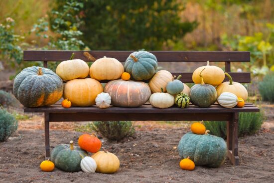 How Long Do Pumpkins Last and How to Make Them Last Longer