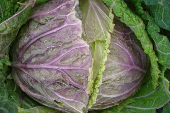 Splitting Cabbage Heads: What Causes This and How To Prevent It?