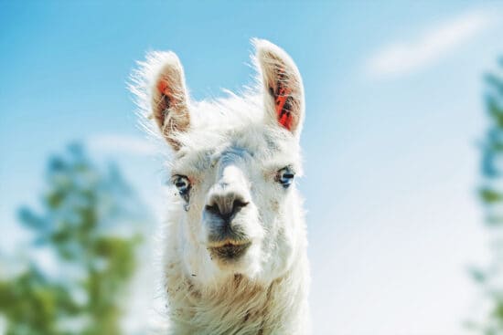 Why You Should Keep Llamas on Your Homestead