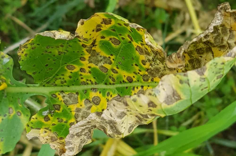 How to Identify and Treat Leaf Blight