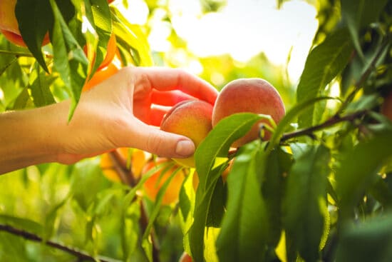13 Peach Tree Problems and How to Deal With Them