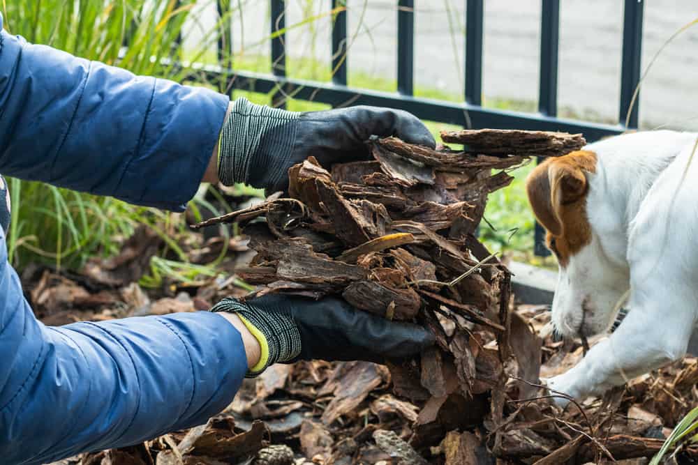 How to Stop Your Dog From Eating Garden Mulch