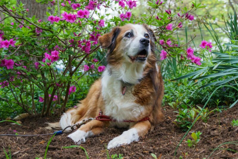 What Happens If My Dog Eats Mulch What Happens If My Dog Eats Mulch