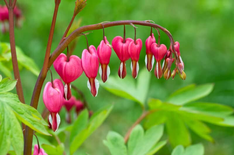 Bleeding Heart Plant: How to Grow and Care for Lamprocapnos spectabilis