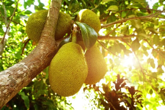 Growing Jackfruit Tree: Planting, Caring for and Using Jackfruits